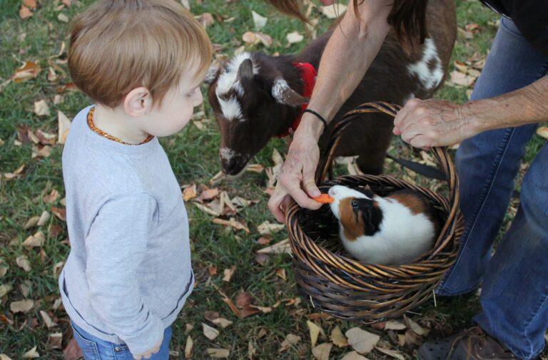 bambino da da mangiare una carota a dei porcellini d'india presso un'agriturismo