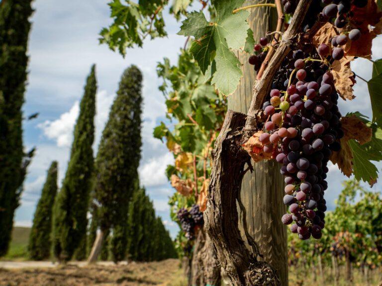 immagine di una casa vacanze rurale con un vigneto e dei cipressi: in primo piano un grappolo d'uva rossa